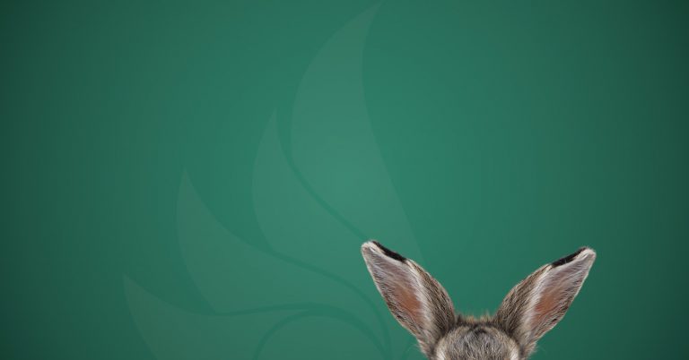 Ohren eine Osterhasen vor dunkelgrünem Hintergrund