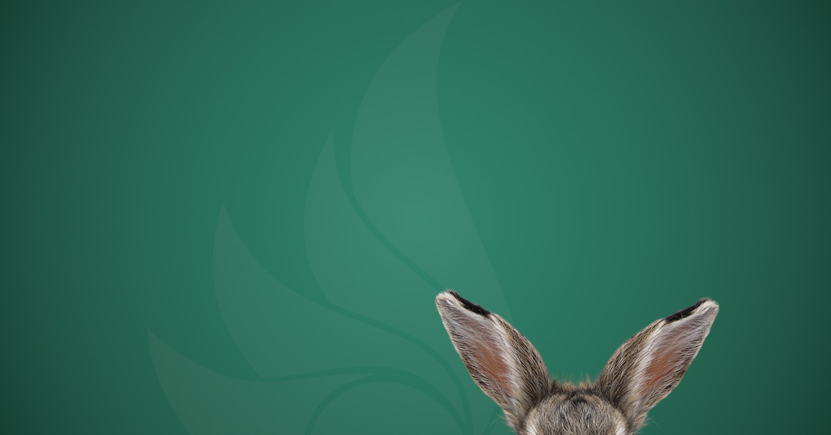 Ohren eine Osterhasen vor dunkelgrünem Hintergrund