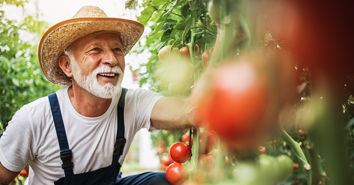 Älterer Mann kniet im Garten vor Tomatensträuchern und lächelt